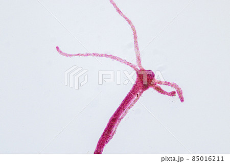Hydra is a genus of small, fresh-water animals of the phylum Cnidaria and class Hydrozoa under the microscope for education. 85016211