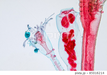 Hydra is a genus of small, fresh-water animals of the phylum Cnidaria and class Hydrozoa under the microscope for education. Hydra is a genus of small, fresh-water animals of the phylum Cnidaria and class Hydrozoa under the microscope for education. 85016214