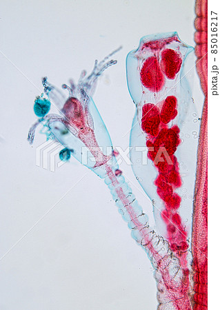 Hydra is a genus of small, fresh-water animals of the phylum Cnidaria and class Hydrozoa under the microscope for education. 85016217