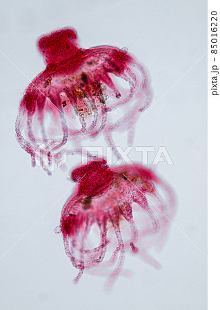 Hydra is a genus of small, fresh-water animals of the phylum Cnidaria and class Hydrozoa under the microscope for education. Hydra is a genus of small, fresh-water animals of the phylum Cnidaria and class Hydrozoa under the microscope for education. 85016220