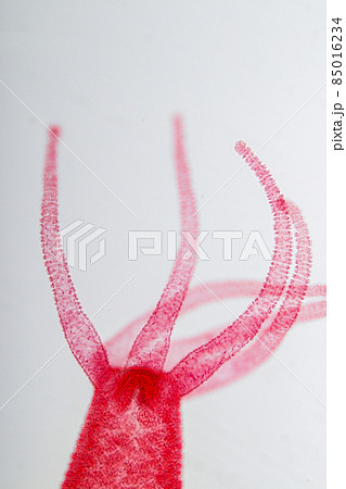 Hydra is a genus of small, fresh-water animals of the phylum Cnidaria and class Hydrozoa under the microscope for education. 85016234