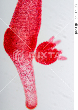 Hydra is a genus of small, fresh-water animals of the phylum Cnidaria and class Hydrozoa under the microscope for education. Hydra is a genus of small, fresh-water animals of the phylum Cnidaria and class Hydrozoa under the microscope for education. 85016235