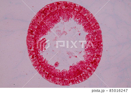 Hydra is a genus of small, fresh-water animals of the phylum Cnidaria and class Hydrozoa under the microscope for education. Hydra is a genus of small, fresh-water animals of the phylum Cnidaria and class Hydrozoa under the microscope for education. 85016247