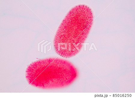 Hydra is a genus of small, fresh-water animals of the phylum Cnidaria and class Hydrozoa under the microscope for education. Hydra is a genus of small, fresh-water animals of the phylum Cnidaria and class Hydrozoa under the microscope for education. 85016250
