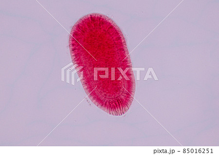 Hydra is a genus of small, fresh-water animals of the phylum Cnidaria and class Hydrozoa under the microscope for education. 85016251