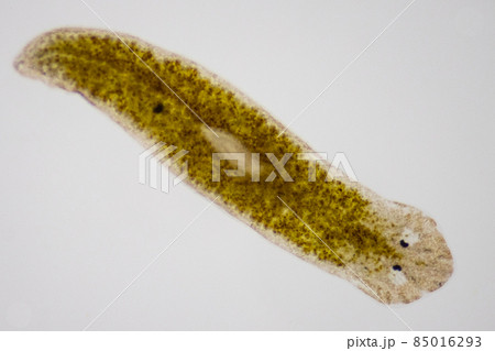 Planarian parasite (flatworm) under microscope view. Planarian parasite (flatworm) under microscope view. 85016293