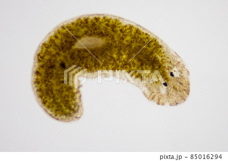 Planarian parasite (flatworm) under microscope view. Planarian parasite (flatworm) under microscope view. 85016294