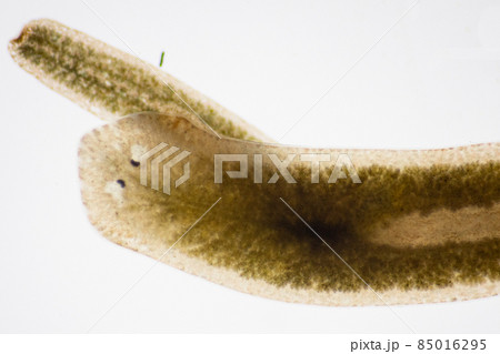 Planarian parasite (flatworm) under microscope view. Planarian parasite (flatworm) under microscope view. 85016295