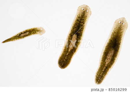 Planarian parasite (flatworm) under microscope view. Planarian parasite (flatworm) under microscope view. 85016299