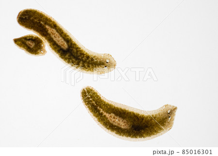 Planarian parasite (flatworm) under microscope view. Planarian parasite (flatworm) under microscope view. 85016301