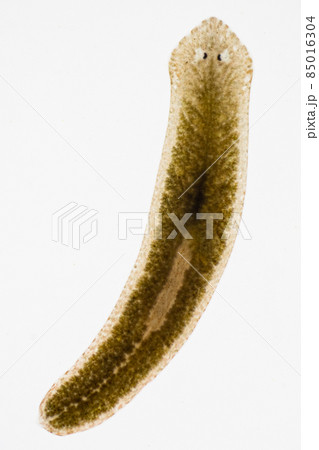 Planarian parasite (flatworm) under microscope view. Planarian parasite (flatworm) under microscope view. 85016304
