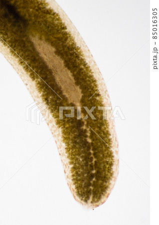 Planarian parasite (flatworm) under microscope view. 85016305