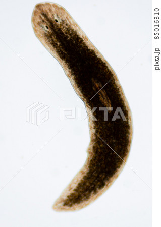 Planarian parasite (flatworm) under microscope view. 85016310
