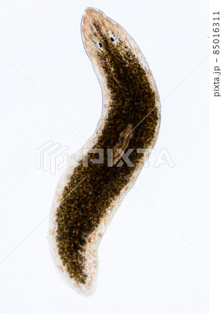 Planarian parasite (flatworm) under microscope view. Planarian parasite (flatworm) under microscope view. 85016311