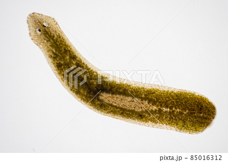 Planarian parasite (flatworm) under microscope view. 85016312