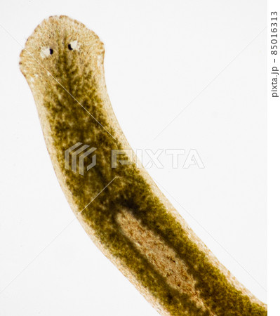 Planarian parasite (flatworm) under microscope view. Planarian parasite (flatworm) under microscope view. 85016313