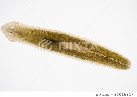 Planarian parasite (flatworm) under microscope view. Planarian parasite (flatworm) under microscope view. 85016317