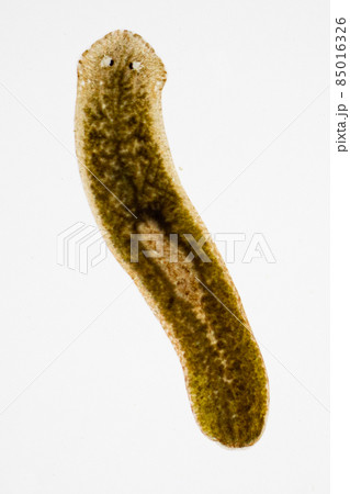 Planarian parasite (flatworm) under microscope view. 85016326