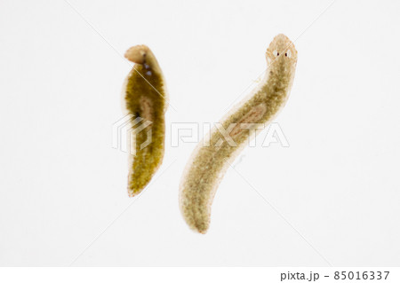 Planarian parasite (flatworm) under microscope view. 85016337