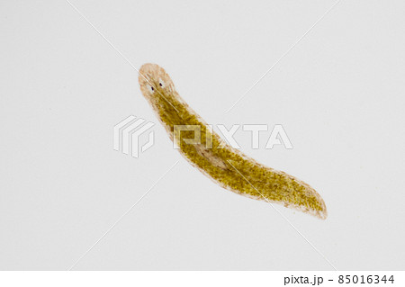 Planarian parasite (flatworm) under microscope view. 85016344