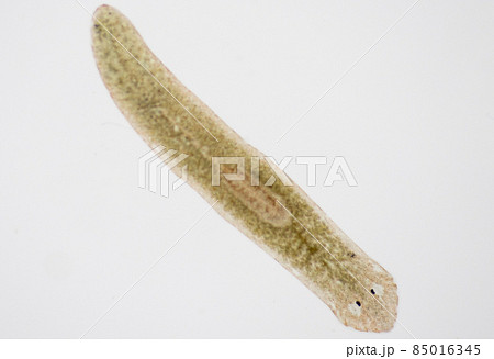 Planarian parasite (flatworm) under microscope view. Planarian parasite (flatworm) under microscope view. 85016345
