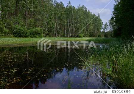a swampy pond in the forest on peat bogs a swampy pond in the forest on peat bogs 85016394
