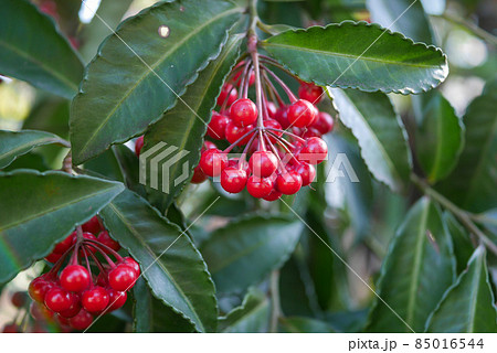 赤い実の万両05 85016544