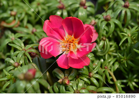Moss-rose purslane Moss-rose purslane 85016890