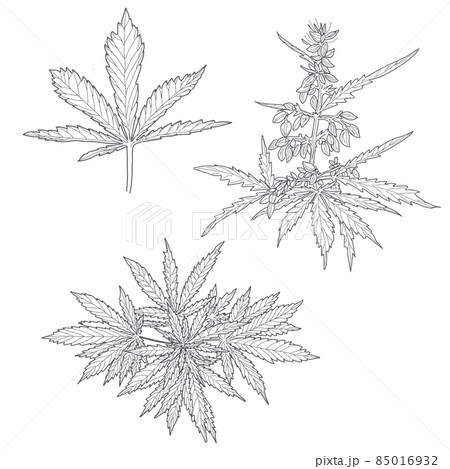 Hemp Cannabis Leaves And Stemsのイラスト素材