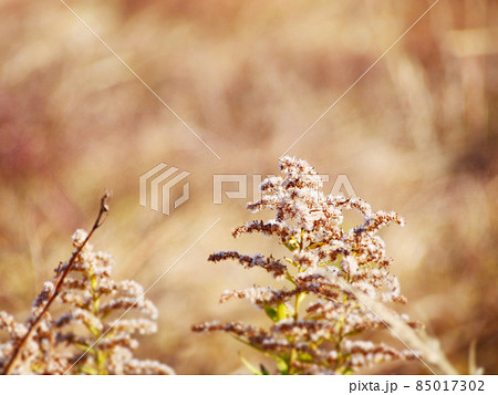 晩秋の麒麟草 85017302