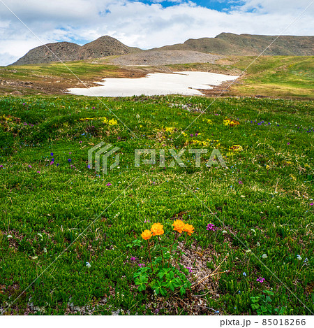 Harsh Alpine nature, green meadow with blooming orange relict flowers. Trollblume in spring Globeflower in front of the white glacier. Green Alpine plateau. 85018266