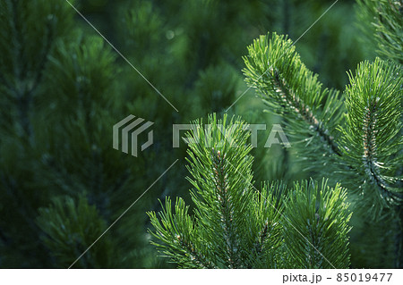 Sunlit green fresh pine branches on dark backdrop of young pine forest. Natural background of evergreen coniferous trees as wallpapers. Close up. Copy space. Horizontal orientation. Selective focus. Sunlit green fresh pine branches on dark backdrop of young pine forest. Natural background of evergreen coniferous trees as wallpapers. Close up. Copy space. Horizontal orientation. Selective focus. 85019477