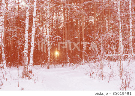 The evening sun is shining through trees in winter forest. Sundown in nature. In the foreground are covered with hoarfrost birches. Image toned in Calming Coral color. 85019491