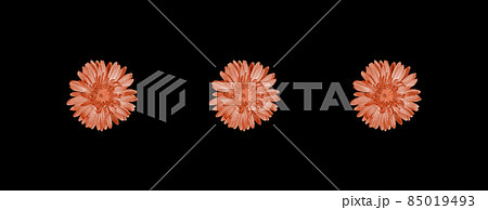 Three gentle gerbera flowers toning in Calming Coral color isolated on black background. Festive creative minimal banner for Women's day, Valentine's or Mother's day. 85019493
