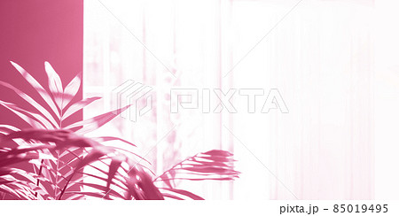 House plant tropical palm in real room near sunlit window. Blurred home garden toned in Pacific Pink color. Trendy interior details with house plants. Nature at home. Banner. Copy space. Soft focus. 85019495