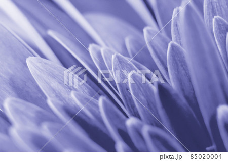 Close-up petals of flower gerbera. Creative natural floral background with soft focus in trendy color of 2022 year Very Peri. 85020004