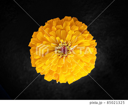 Beautiful flower on a black background. Closeup. Nature. Beautiful flower on a black background. Closeup. Nature. 85021325
