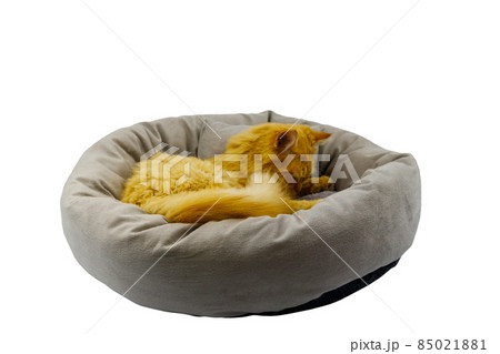 Ginger cat lying in comfortable pet bed isolated on white background 85021881