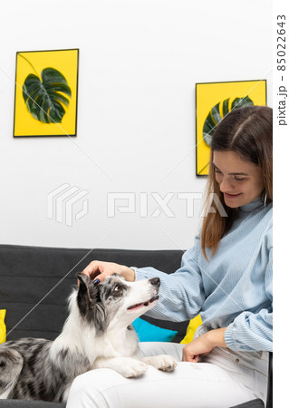 The teenager is sitting on the sofa and the dog is lying next to her and has his paws on her legs and she is stroking him tenderly on the head. Intelligent Border Collie Sheepdog. Modern interior 85022643