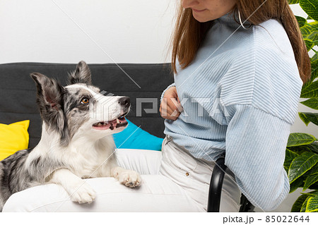 A teenage girl sits with her dog and interpreter's rules of conduct in a large bright living room at home. Intelligent Border Collie Sheepdog. Modern interior design of the apartment. 85022644
