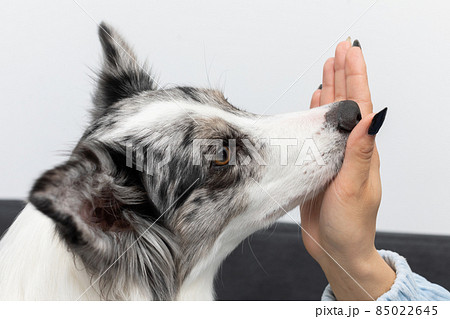 The dog puts its nose to the inside of the young trainer's hand. Intelligent Border Collie Sheepdog. Modern interior design of the apartment. 85022645