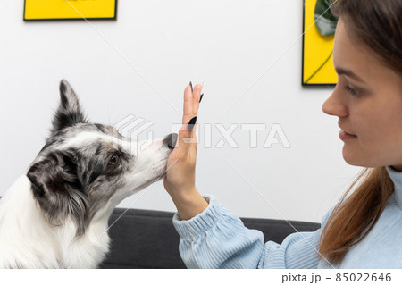 The dog puts its nose to the inside of the young trainer's hand. Intelligent Border Collie Sheepdog. Modern interior design of the apartment. 85022646