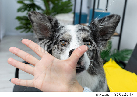 During the exercises, the dog learned to put his nose to the thumb by the trainer. Intelligent Border Collie Sheepdog. Modern interior design of the apartment. 85022647