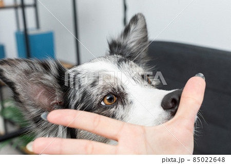 During the exercises, the dog learned to put his nose to the thumb by the trainer. Intelligent Border Collie Sheepdog. Modern interior design of the apartment. 85022648