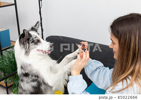A teenage dog sitter plays a game of paws with him while sitting on the sofa at home. Intelligent Border Collie Sheepdog. Modern interior design of the apartment. 85022666