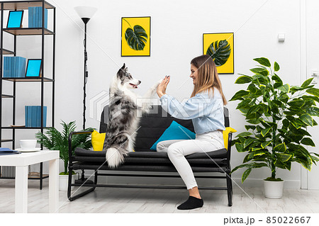 A teenage dog sitter plays a game of paws with him while sitting on the sofa at home. Intelligent Border Collie Sheepdog. Modern interior design of the apartment. 85022667