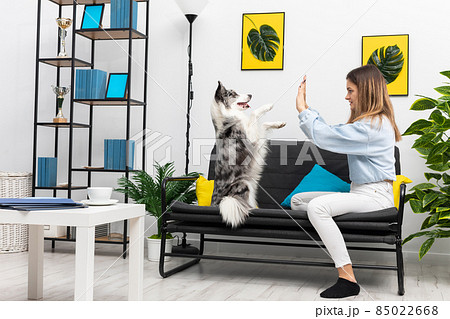 A teenage dog sitter plays a game of paws with him while sitting on the sofa at home. Intelligent Border Collie Sheepdog. Modern interior design of the apartment. 85022668