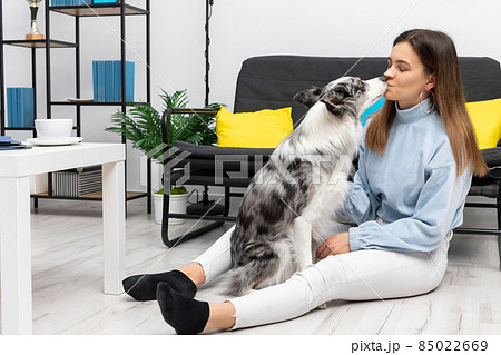 The dog sitter is sitting on the floor with her dog in front of her and gives her a kiss. Intelligent Border Collie Sheepdog. Modern interior design of the apartment. 85022669