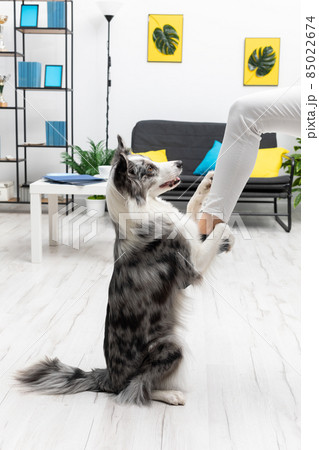 In the living room, the dog sits on the ass and holds the sitter's leg with its front legs. Intelligent Border Collie Sheepdog. Modern interior design of the apartment. 85022674