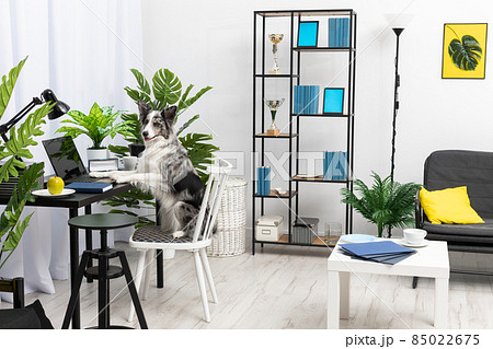 The dog sits in a chair in front of the computer in the living room. Intelligent Border Collie Sheepdog. Modern interior design of the apartment. The dog sits in a chair in front of the computer in the living room. Intelligent Border Collie Sheepdog. Modern interior design of the apartment. 85022675